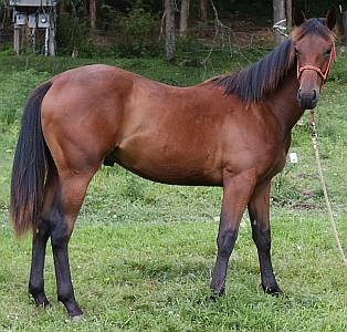 Bay Halter Gelding