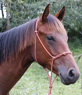 AQHA Gelding for sale