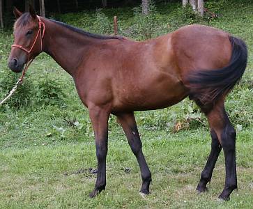 Quarter horse for sale