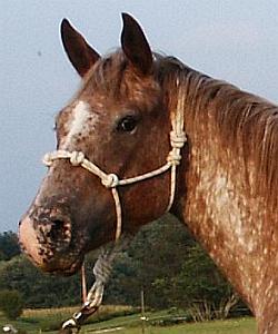 Hand Tied Rope Halters for sale