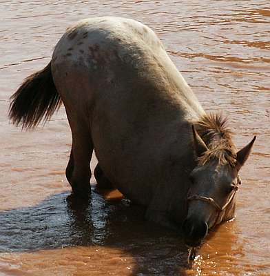 ApHC Buckskin Filly