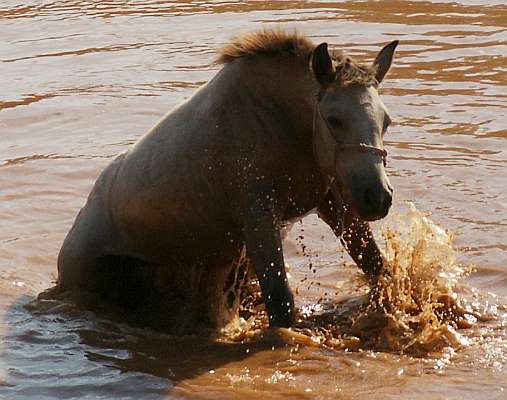 Buckskin Appy for sale