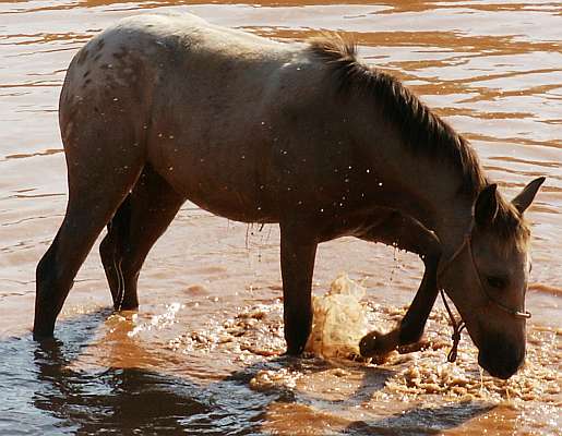 Appaloosa Filly for sale
