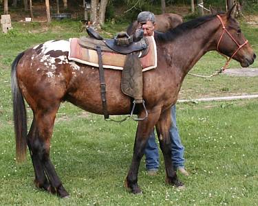 Bay ApHC Gelding for sale