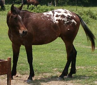 Bay Blanketed Gelding