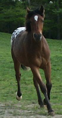 Bay Appaloosa Filly