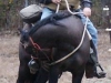 badger68