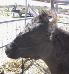 Dexter Cattle Rope Halter