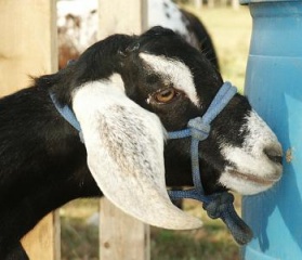 Goat Rope Halter