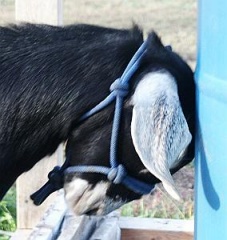 Goat Halter