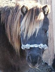 3/8 Miniature Rope Halter