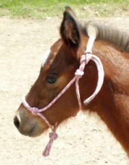 Pink Foal Rope Halter