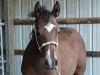 Diva Yearling Rope Halter