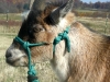 Goat Rope Halter
