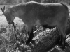 Goat Halter
