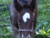 Derby Foal Halter
