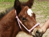Derby Rope Halter
