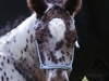 Mac Rope Halter