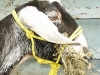 Cinder Goat Rope Halter