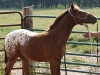 Jackson Weanling Rope Halter
