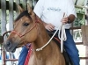 Keri Rope Horse Halter