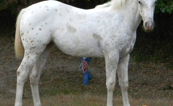 2016 ApHC Palomino Leopard Filly