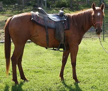 Reining Filly