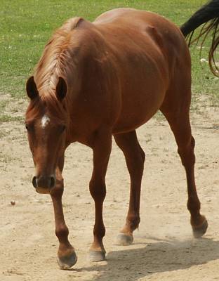 Reining horse
