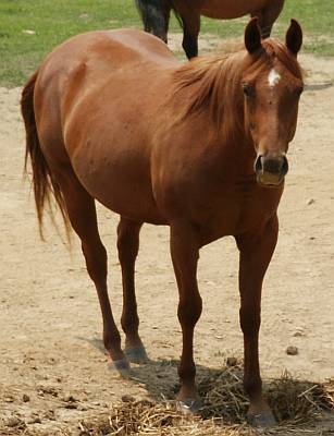 Sorrel Quarter Horse. Reining Quarter Horse